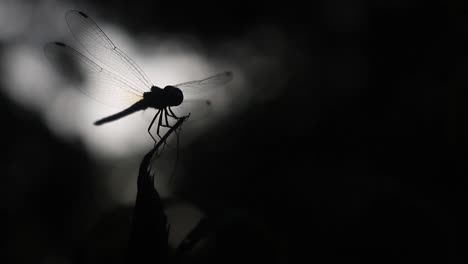 Silhouette-Einer-Libelle,-Die-Auf-Einem-Grasstreifen-Fliegt-Und-Sitzt