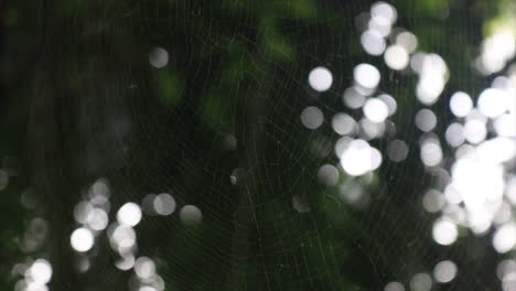 Ein-Spinnennetz-Im-Vordergrund,-Das-Weiß-Mit-Dunkelgrünen-Bäumen-Im-Hintergrund-Reflektiert