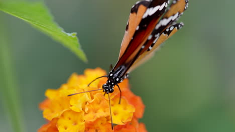 Tiro-Macro-épico-De-Mariposa-Monarca-Recogiendo-Néctar-De-Flor-De-Naranja,-Fondo-Borroso