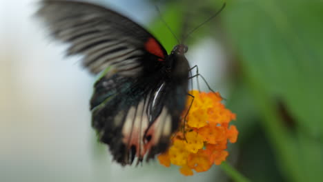 Zeitlupenaufnahme-Eines-Schwarzen-Schmetterlings,-Der-Flügel-Schlägt-Und-Auf-Orangenblüte-Sitzt,-Makro-Nahaufnahme