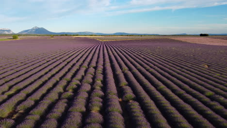 Valensole-Lavendelfeld-Luftaufnahme