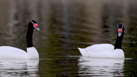 2-adult-Black-Necked-Swan-swimming-on-calm-lake-water,-slow-motion-close-up