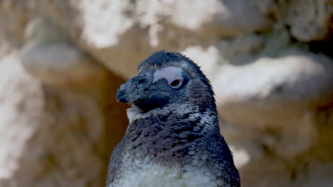 Portrait-close-up-of-cute-Penguin-watching-outdoors-during-sunny-day,slow-motion