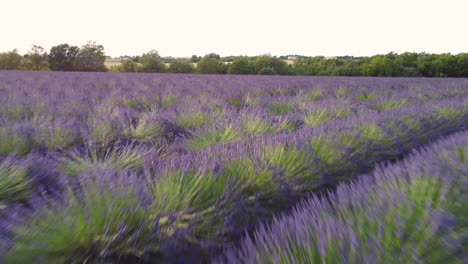 Lavender-organic-agriculture-cultivation-field-in-Valensole,-Provence