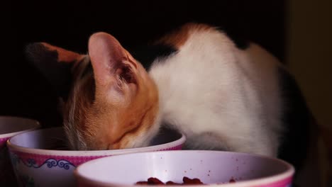 Close-up-of-a-calico-kitten-eating-voraciously