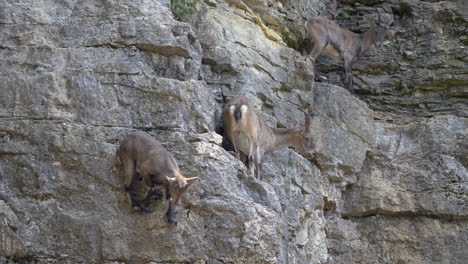 Young-Alpine-Ibex-jumping-down-steep-mountain-cliff-in-slow-motion---Swiss-Alps,Europe