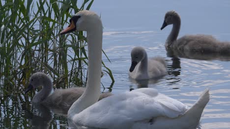 Swan-family-with-swan-kids-swimming-in-pond-and-looking-for-fish-food-during-sun,close-up-shot