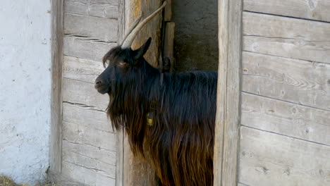 Portait-shot-of-Nerta-Verzasca-Goat-Species-with-long-brown-fur-resting-in-entrance-of-barn---European-goat-in-Switzerland---Close-up-shot
