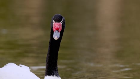 Close-up-of-shouting-Black-necked-Swan-swimming-in-pond---Cygnus-Melancoryphus