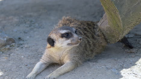 Close-up-of-adorable-Suricata-Meerkat-resting-in-shadow-during-hot-summer-day