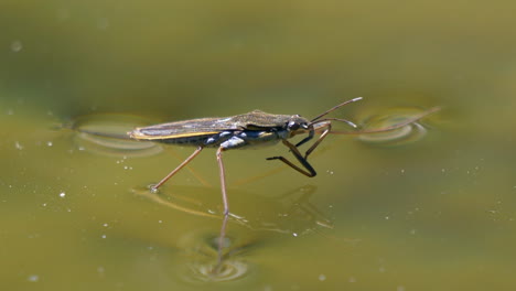 Close-up-shot-of-water-strider-on-surface-of-lake,cleaning-on-summer-day,prores
