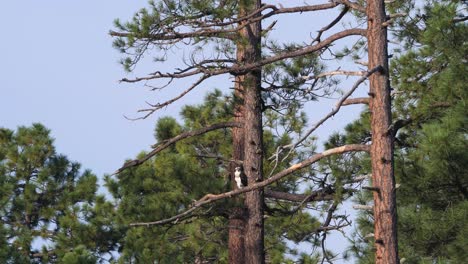 Osprey-sits-calmly-on-a-branch-of-a-ponderosa-pine-perched-barely-moving