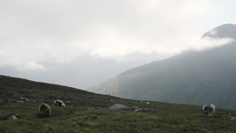 Bella-Escena-De-Ovejas-Comiendo-Hierba-En-La-Montaña-De-Innerdalen-En-El-Condado-De-Romsdal,-Noruega---Tiro-De-Mano