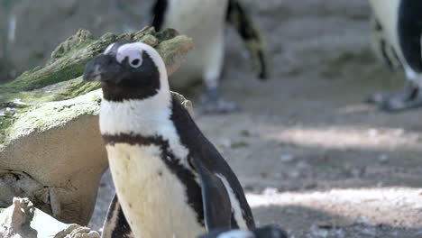 Cute-black-and-white-Penguin-waddling-in-zoo-compound-during-sunny-day,close-up