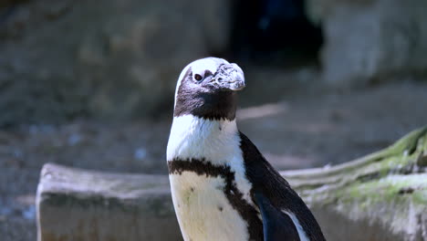 Portrait-shot-of-cute-Magellanic-Penguin-watching-around-during-sunny-day-outdoors,close-up
