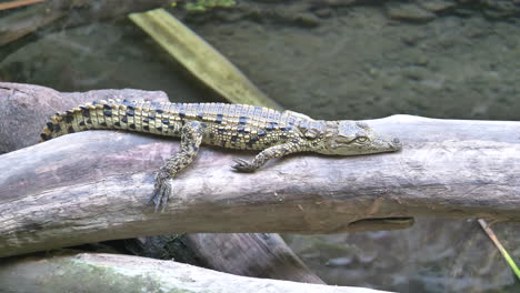 Cute-young-Freshwater-Crocodile-relaxing-on-tree-trunk-over-lake-in-nature,close-up