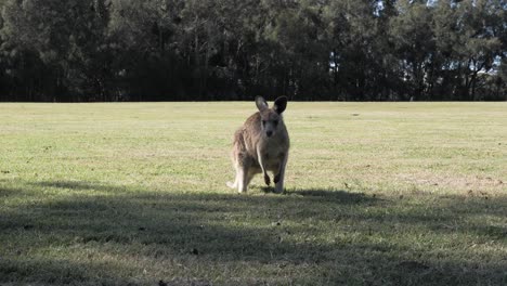 Baby-Känguru,-Das-Kopf-Und-Ohren-Bewegt,-Während-Es-Auf-Einem-Schattigen,-Grasbedeckten-Feld-Im-Australischen-Outback-Weidet