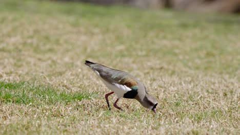 Southern-Lapwing-walking-on-dry-grass,-hunting-and-eating-food-in-grass