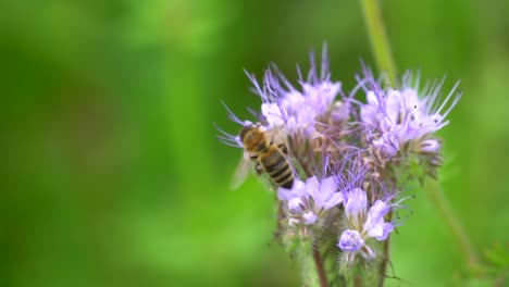 Closeup-shot-of-wild-honeybee-collecting-nectar-of-good-smelling-purple-flower-in-spring
