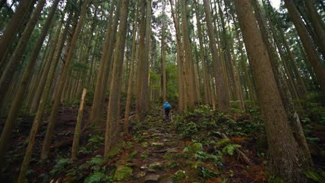 Nach-Unten-Kippen,-Wanderer-Klettert-Natürliche-Treppen-Durch-üppigen-Wald,-Japan
