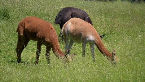 Grupo-De-Alpacas-Coloridas-Comiendo-Hierba-En-La-Pradera-Durante-El-Día-Soleado-Al-Aire-Libre,-Cerrar