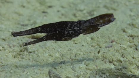 Two-Robust-Ghost-pipefish-close-together-over-sandy-reef-in-the-Red-Sea