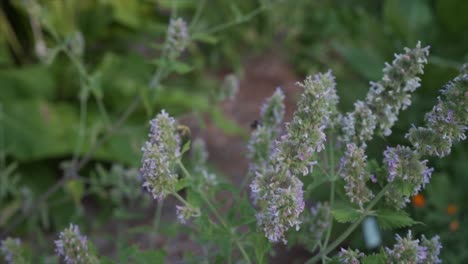 Bees-Pollinating-in-a-herb-garden-in-slow-motion