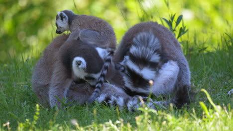 Schöne-Lemurenfamilie,-Die-Zusammen-Im-Gras-Sitzt,-Kinder-Putzt-Und-Wäscht