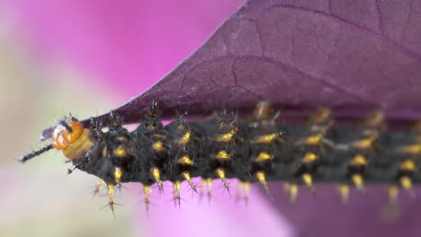 Macro-shot-of-wild-Caterpillar-eating-purple-leaf-in-wilderness-during-sunlight---4K-slow-motion-detail-shot