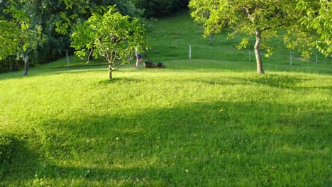 Man-in-shorts-mowing-green-lawn-between-fruit-trees