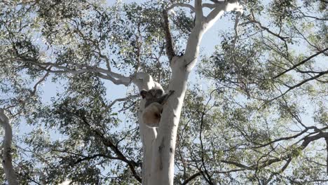 Koala-Bear-slowly-climbs-up-a-Native-Australian-Eucalyptus-tree-in-search-of-a-secure-branch-to-sleep-on