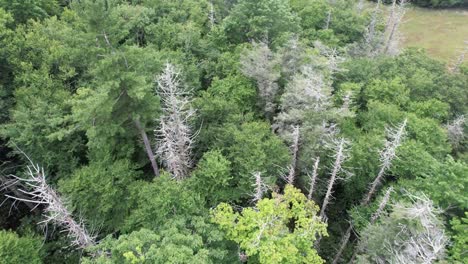 árboles-Muertos-De-Abeto-Cerca-De-Blowing-Rock-NC,-Carolina-Del-Norte,-Justo-Al-Lado-De-La-Avenida-Blue-Ridge