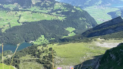 Callistephus-Asteraceae-Blüht-Bei-Rautispitz-Schweizer-Alpen