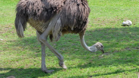 Wild-Ostrich-looking-for-food-on-grass-field-and-pecking-with-Beak,close-up-track-shot