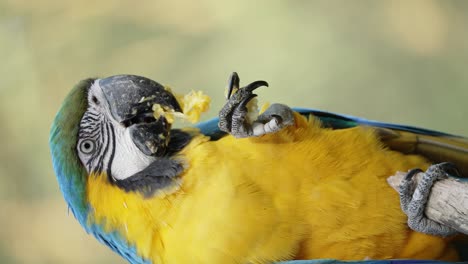 Vertical-video---Blue-and-yellow-macaw-eating-fruit-using-its-foot