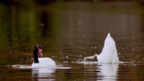 Slow-motion-shot-of-Black-necked-Swan-hunting-diving-in-lake-and-catching-food
