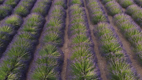 Cultivo-De-Agricultura-De-Campo-De-Lavanda-En-La-Meseta-De-Valensole,-Provence,-Francia