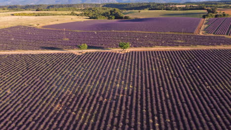 Plateau-de-Valensole-lavender-field-in-Provence,-France