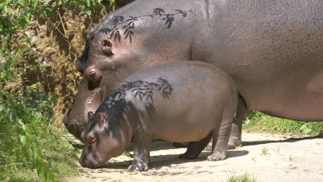 Young-newborn-hippo-and-adult-Hippopotamus-grazing-in-wildlife-during-sunlight---Close-up-shot-in-African-National-Park