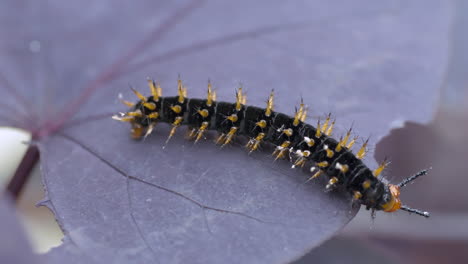 Super-macro-of-little-Caterpillar-feeding-leaves-in-nature-during-summer,4K