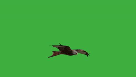 Super-slowmotion-of-Red-Kite-Milvus-in-flight-against-green-screen-in-background
