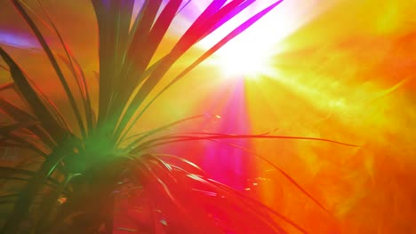 Static-multicolor-disco-spotlight-ray-shining-behind-the-palm-tree,-room-filled-with-smoke,-abstract-concept,-wide-handheld-shot-moving-right