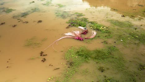 Person-harvesting-pink-water-lily-from-pond-in-Southeast-Asia