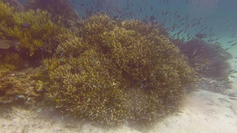 Thousands-of-small-fish-shoals-swimming-in-and-out-of-the-coral-reef-gardens-on-coral-triangle-tropical-island-in-Timor-Leste,-South-East-Asia