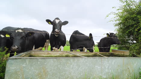 Vacas-Con-Etiquetas-Bebiendo-Agua-De-Un-Abrevadero-En-Un-Campo-De-Granjeros