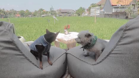 Two-Cute-Small-Dogs-Chilling-on-Bean-Bags-Heart-Shaped-Table-Overlooking-Rice-Field-in-Canggu,-Bali