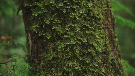 Drops-of-rain-on-mossy-tree-in-Aokigahara-Forest,-Japan