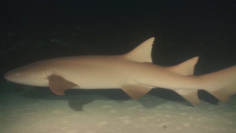 Tiburón-Nodriza-Nadando-Sobre-La-Arena-Por-La-Noche-En-Las-Maldivas