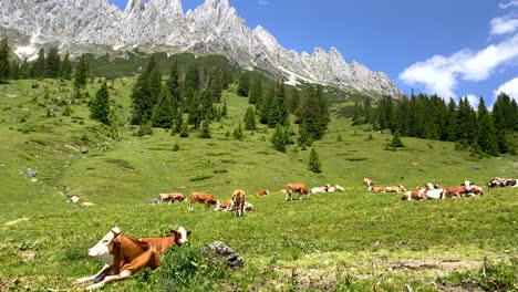 Free-Cows-grazing-and-resting-on-green-meadow-in-austrian-mountains-during-sun---Panorama-pan-right-shot,slow-motion