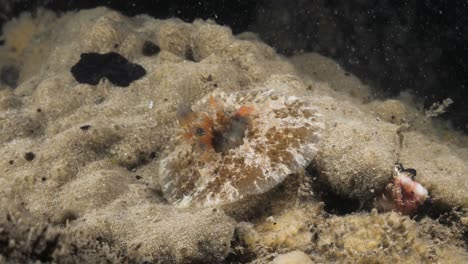 Meereswissenschaftliche-Beobachtung-Der-Meeresschneckenarten-Velutinid-Und-Schwarzer-Plattwurm,-Die-Bei-Einem-Tauchgang-Entdeckt-Wurden